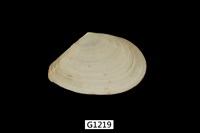 藏品(櫻蛤)的圖片